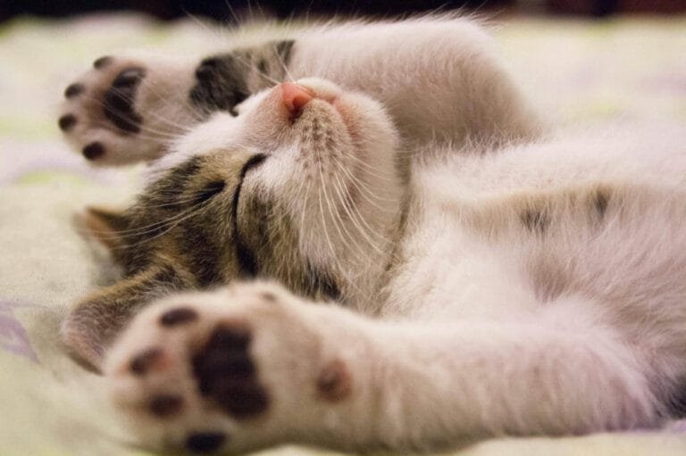 sleep