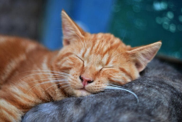 sleep better